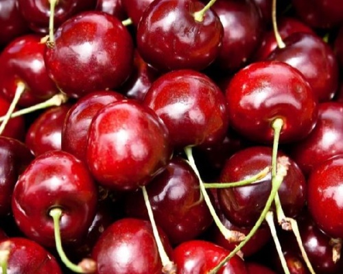 Anleitung zum Anbau von Süß- und Sauerkirschen