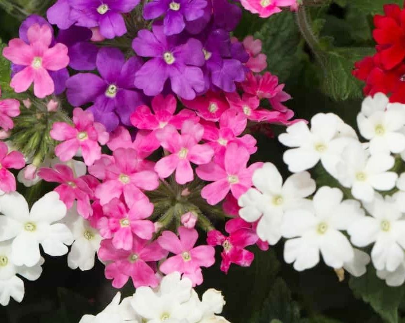 Anleitung zum Anbau von Verbenen