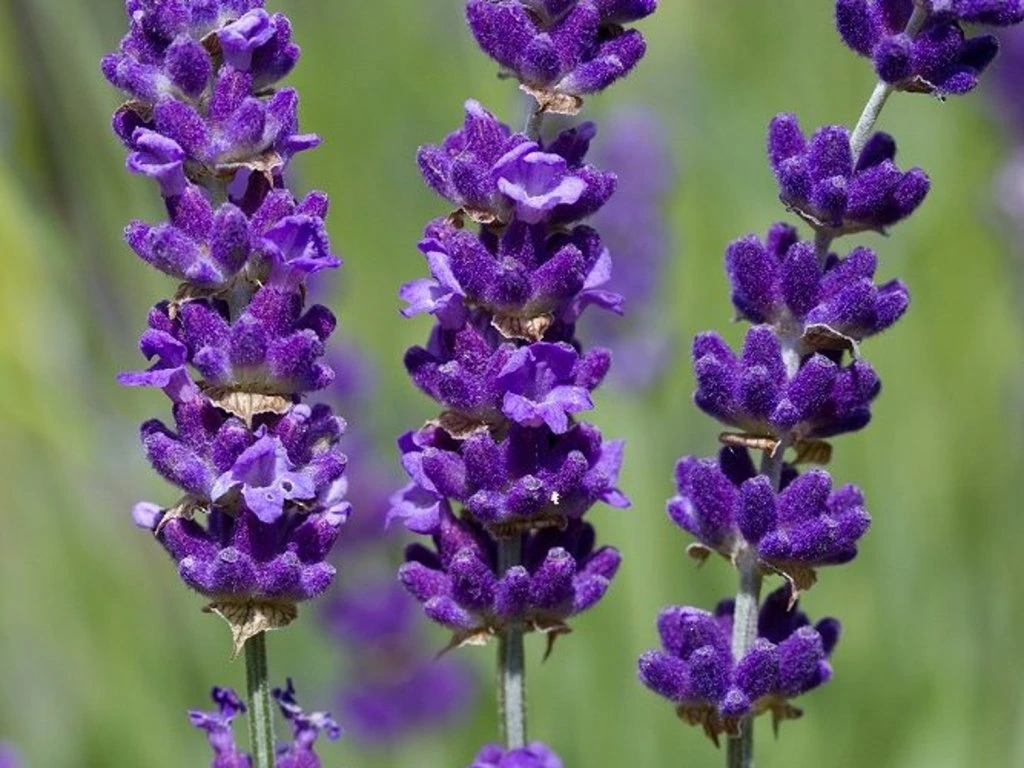 49413 levandule uzkolista