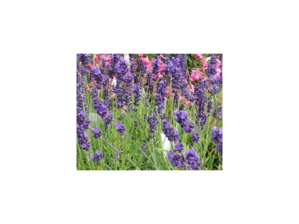 49482 1 levandule uzkolista hidcote superior
