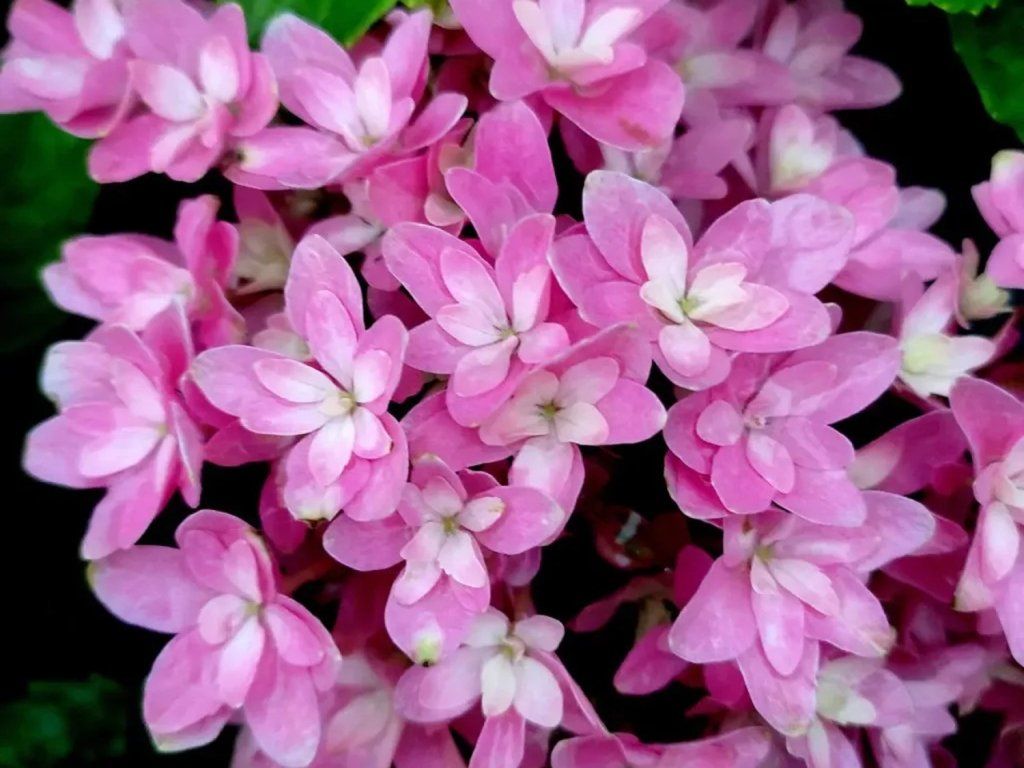 Hortenzie velkolistá 'Magical Farfalla'® (Balení kontejner p12)
