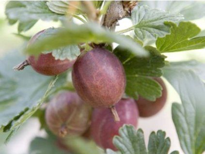 132928 angrest kobel