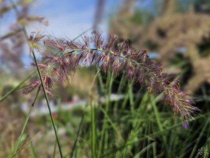 Pennisetum Karley Rose (2)