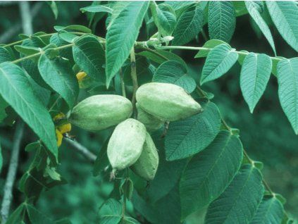 116662 oresak popelavy