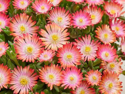 Delosperma cooperi Eiscreme Lachs 31m