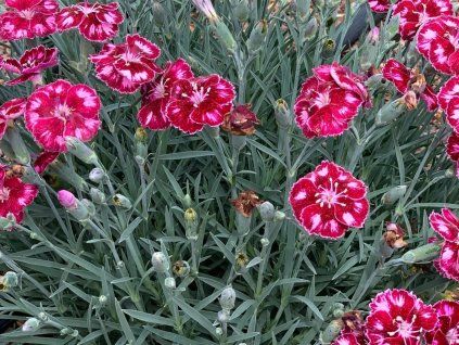 Gartennelke 'Ruby Glitter' aus der Mountain Frost Collection