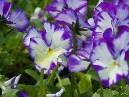 Viola odorata 'Rebecca Cawthorne' (1)
