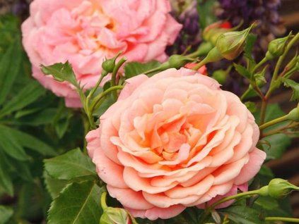 111951 ruze peach melba baleni kontejner c2