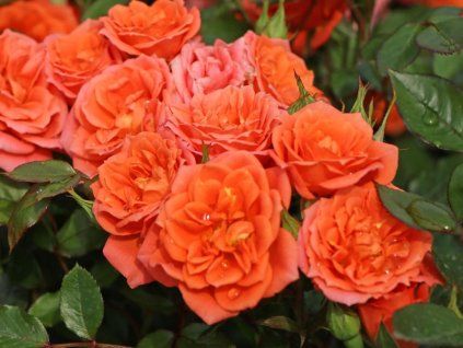 Rose 'Ninetta®' (Spezielle Verpackung)