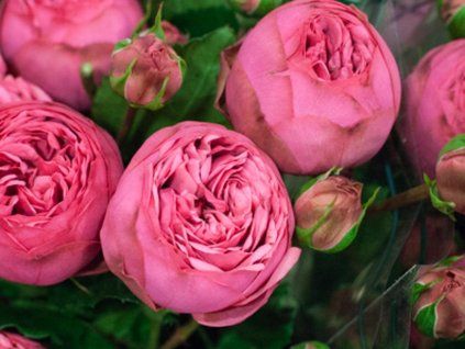 Rose 'Pink Piano®' (Container C2)