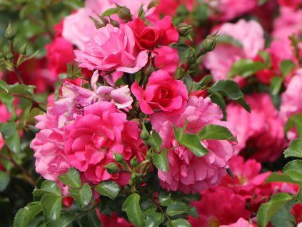 Rose 'Heidetraum®' (Sonderverpackung)