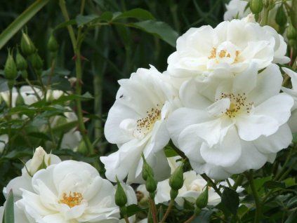 Rose 'Schneeflocke®' (Verpackung Container C2)