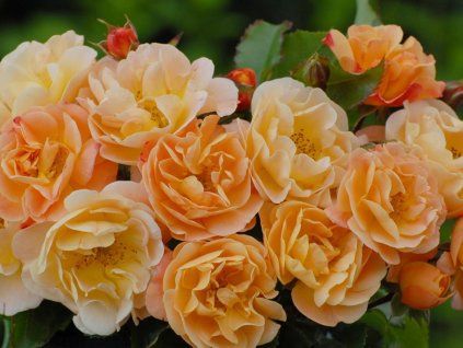 Rose 'Sedana®' (Container C2)