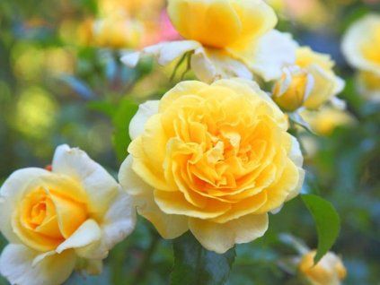 Rose 'Sommergold®' (Container C2)
