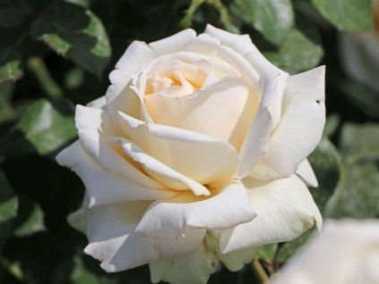 Rose 'Ambiente®' (Spezialverpackung)