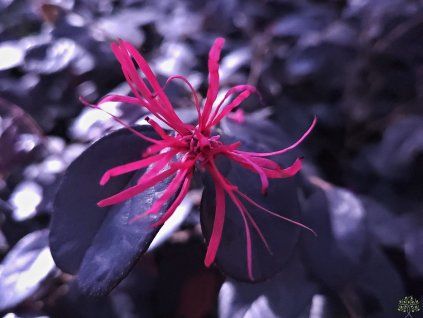 Loropetalum Schwarze Perle (1)