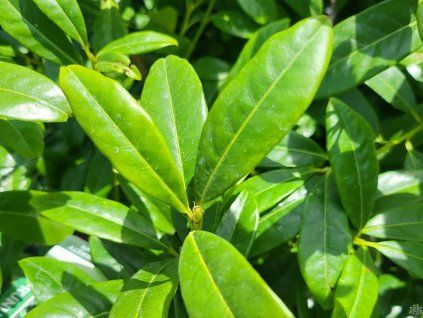 113663 2 Kirschlorbeer