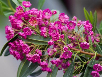 Kalmia angustifolia Rubra