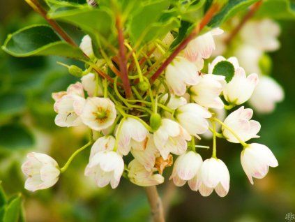 Enkianthus Prettycoat