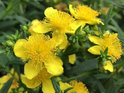 Johanniskraut 'Sunny Boulevard' (Packung C12 Container)