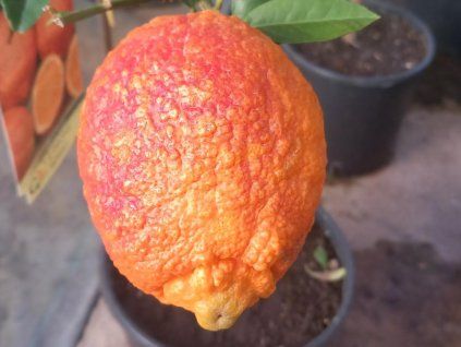 limone roso