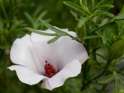 Alyogyne 'Delightfully' (2)