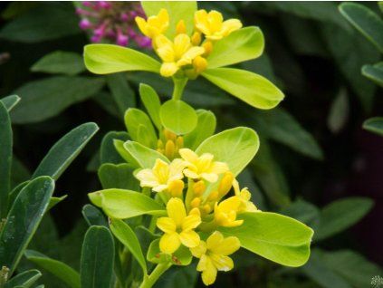 Daphne Royal Crown (3)