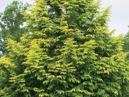 bernsteinfarbenes Leuchten