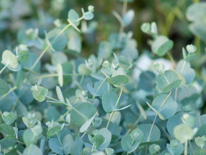 Eucalyptus Azura (1)