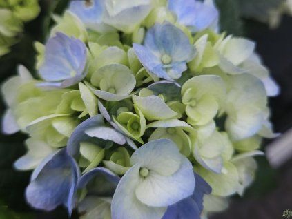 Hydrangea River Blue (1)