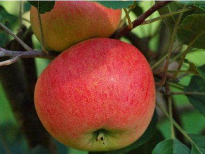 115360 jablon discovery kontejner