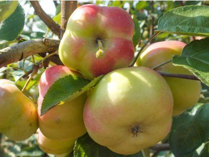 115366 jablon apistar kontejner