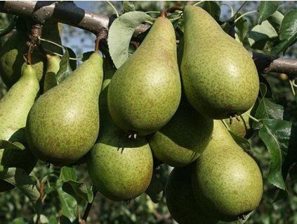 115390 hrusen konference kontejner