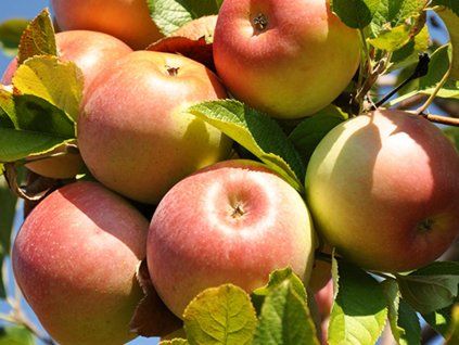 115612 jablon ecolette