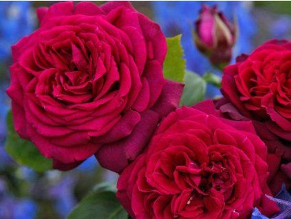 Rose 'Gräfin Diana®' (Verpackung C2)