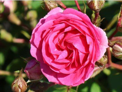 Rose 'Amica®' (Container C2)