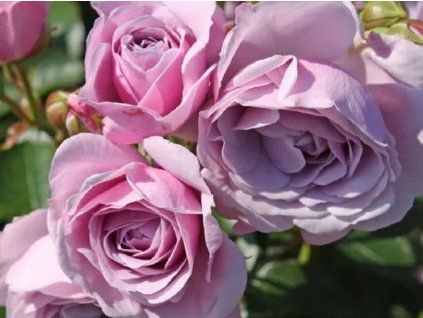 Rose 'Nautica®' (Container C2 Verpackung)
