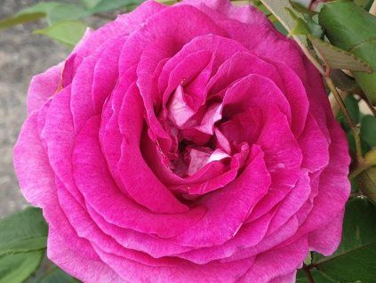 Rose 'Fräulein Maria®' (Container C2 Verpackung)