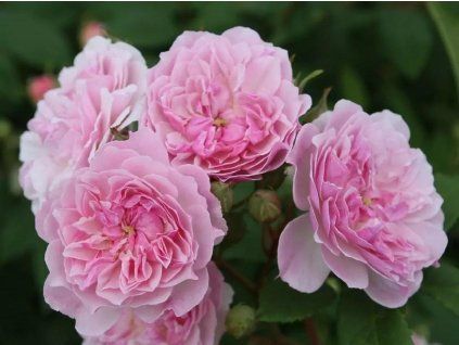 Romantische Silhouette