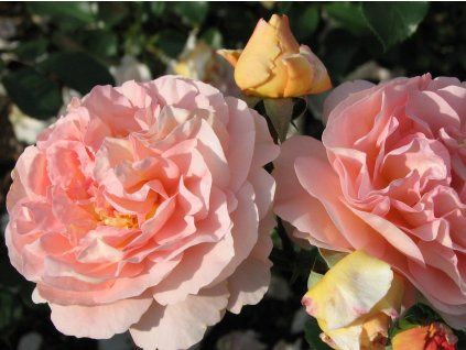 Rosa 'Sangerhauser Jubilaumsrose' 02