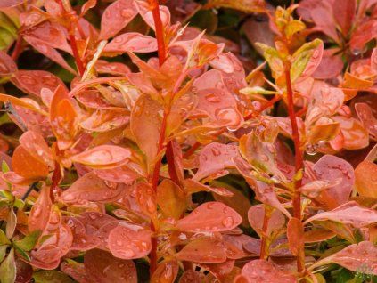 Berberis Orange Alf