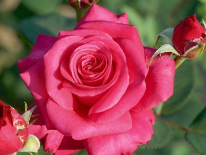 Rose 'Charisma®' (Topf C2)