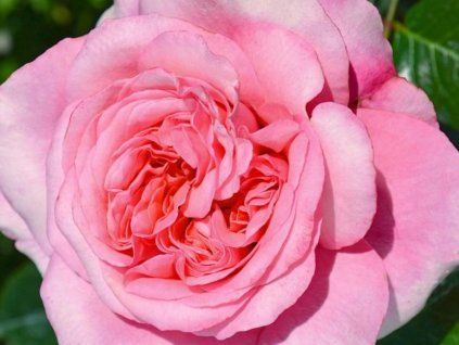 Rose 'Comeback®' (Container C2)