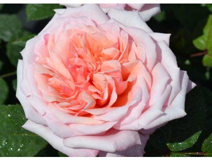 Rose 'Never Ending Story®' (Container C2)