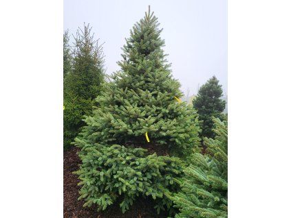 Picea pungens Glauca