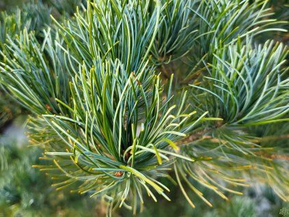 Pinus parviflora 'Glauca' (1)
