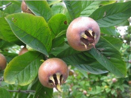 116098 mispule nemecka kontejner