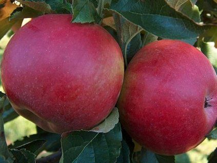 116131 jablon idared kontejner