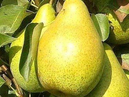 116497 hrusen ingrid