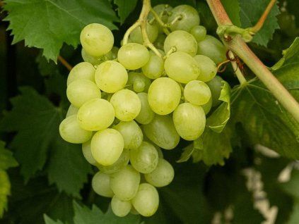 116929 reva vinna romulus